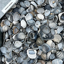 Schone Schelpen 0,5 m3 (opslag Stenekes)