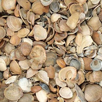 Bruine Gewassen Noordzeeschelpen 1,0 m3