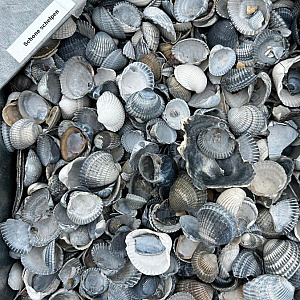 Schone Schelpen