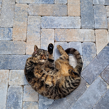 Stonique trommel longstone 7 cm musselkalk