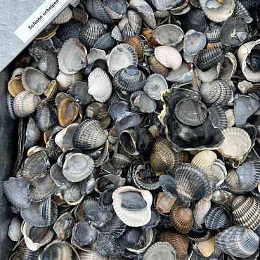 Schone Schelpen 0,5 m3 (opslag Stenekes)