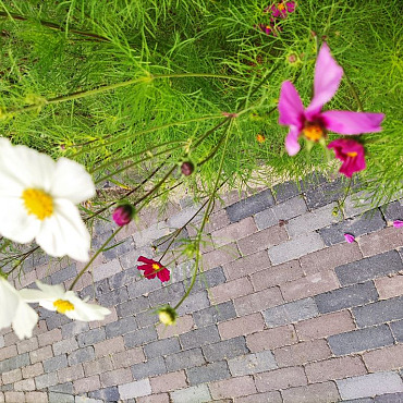 Stonique trommel dikformaat 6 cm siepatico
