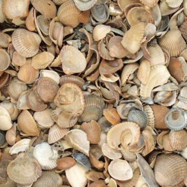 Bruine Gewassen Noordzeeschelpen 1,0 m3