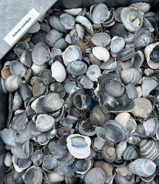 Schone Schelpen 0,7 m3 (opslag Stenekes)