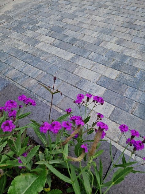 Patio betonstraatsteen 6 cm ocean TOP mini facet komo