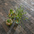 Antieke trommel betonstraatsteen 6 cm siepatico