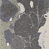 Lithops 50x100x2 cm lipan stamp