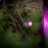 Lightpro Castor Smart (Zigbee)